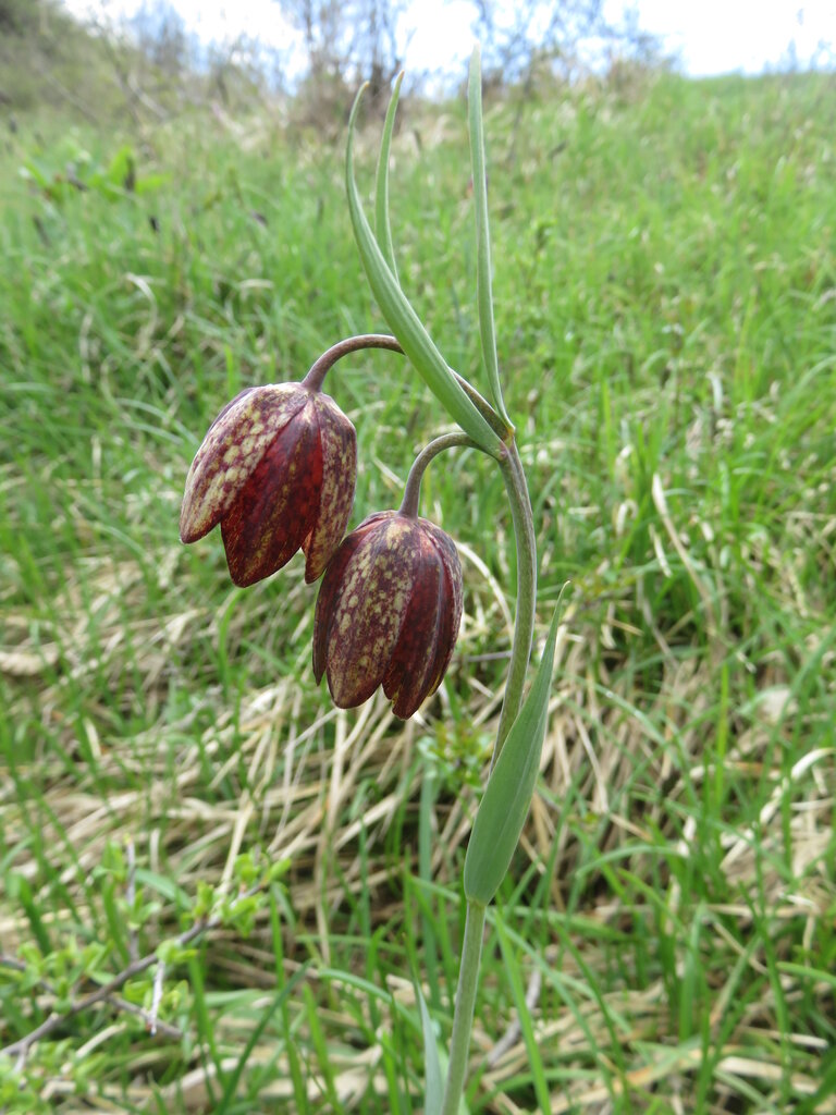 Изображение особи Fritillaria montana.