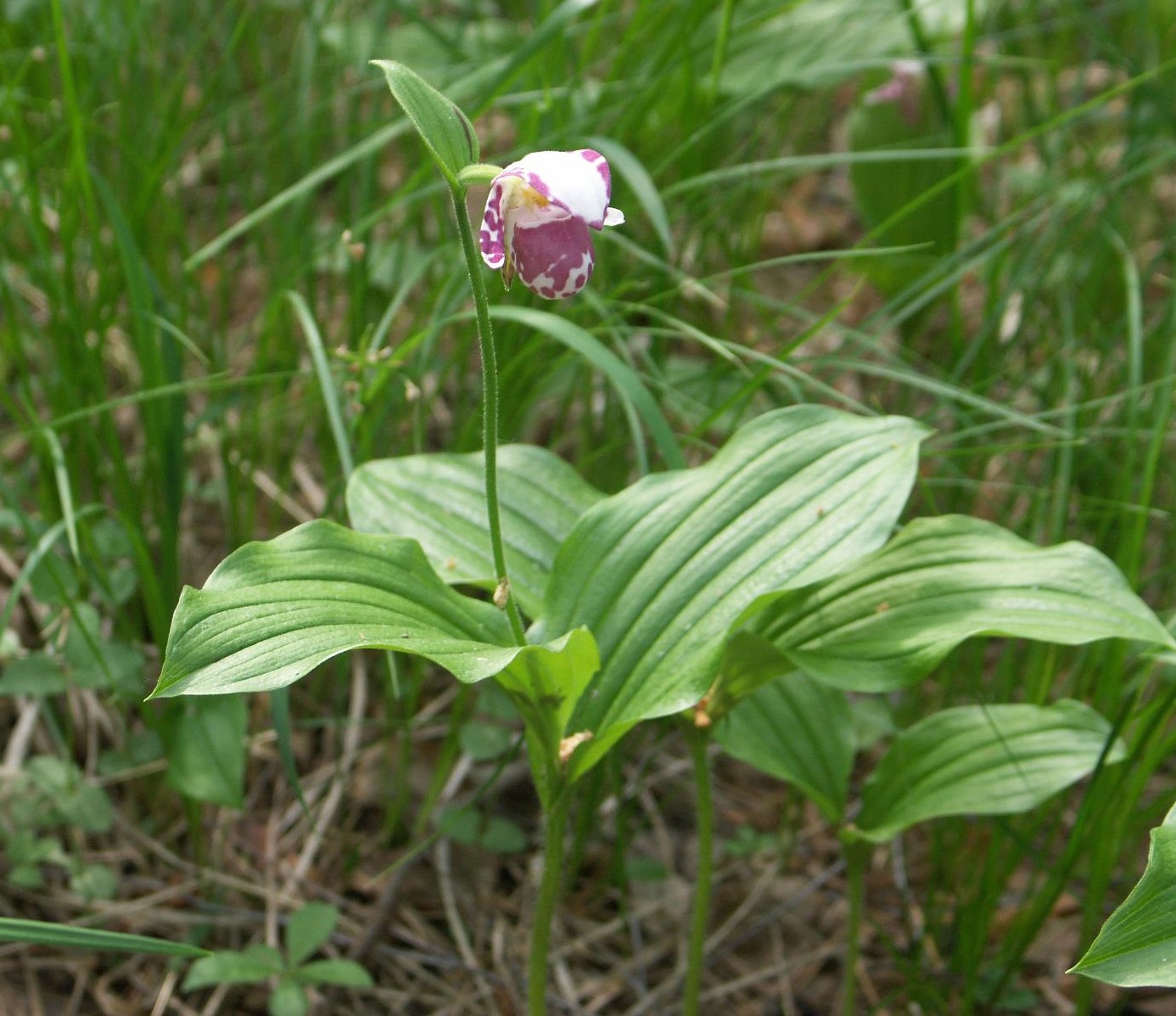Image of Cypripedium guttatum specimen.