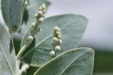 Acacia podalyriifolia
