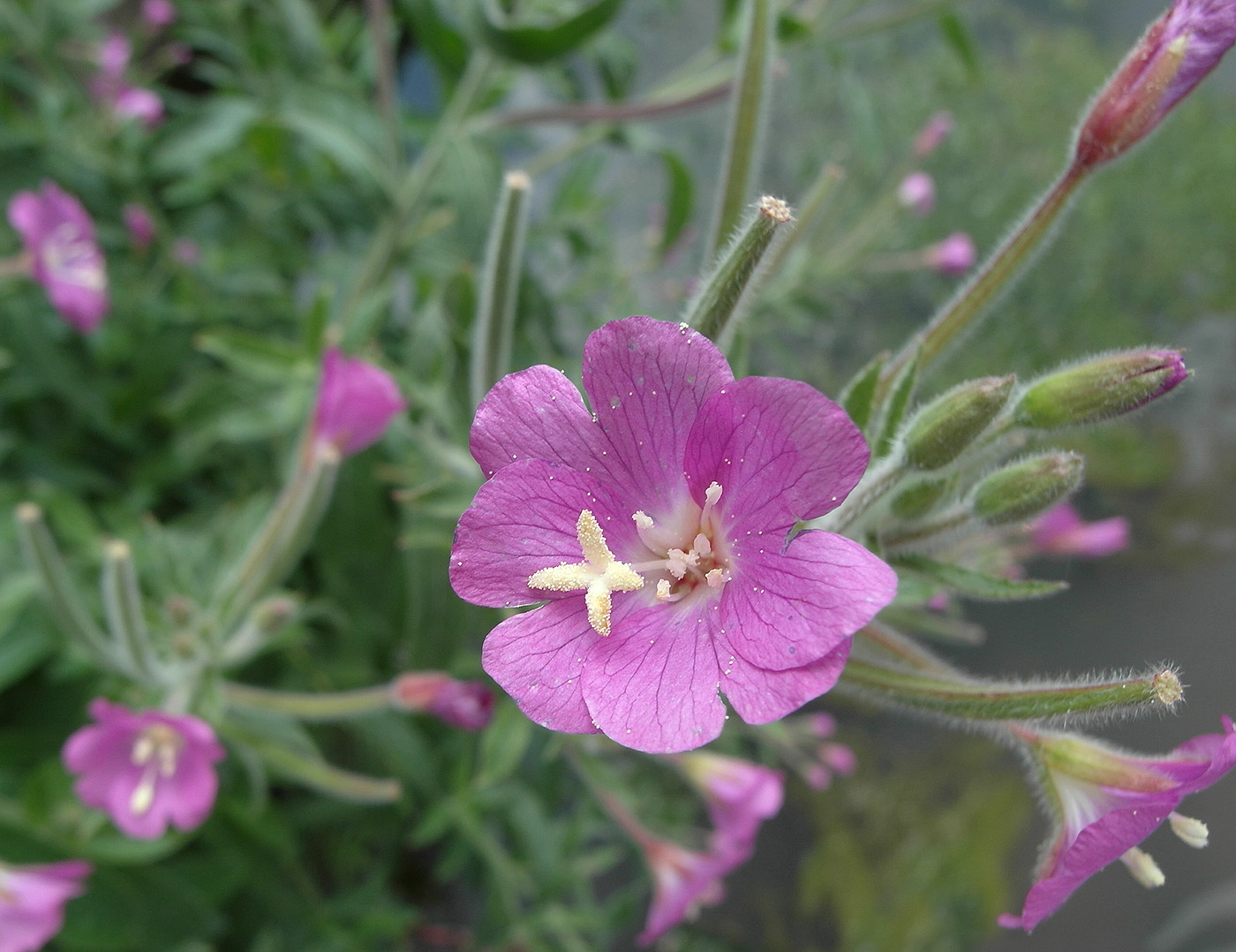 Изображение особи Epilobium hirsutum.