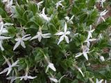 Vinca erecta