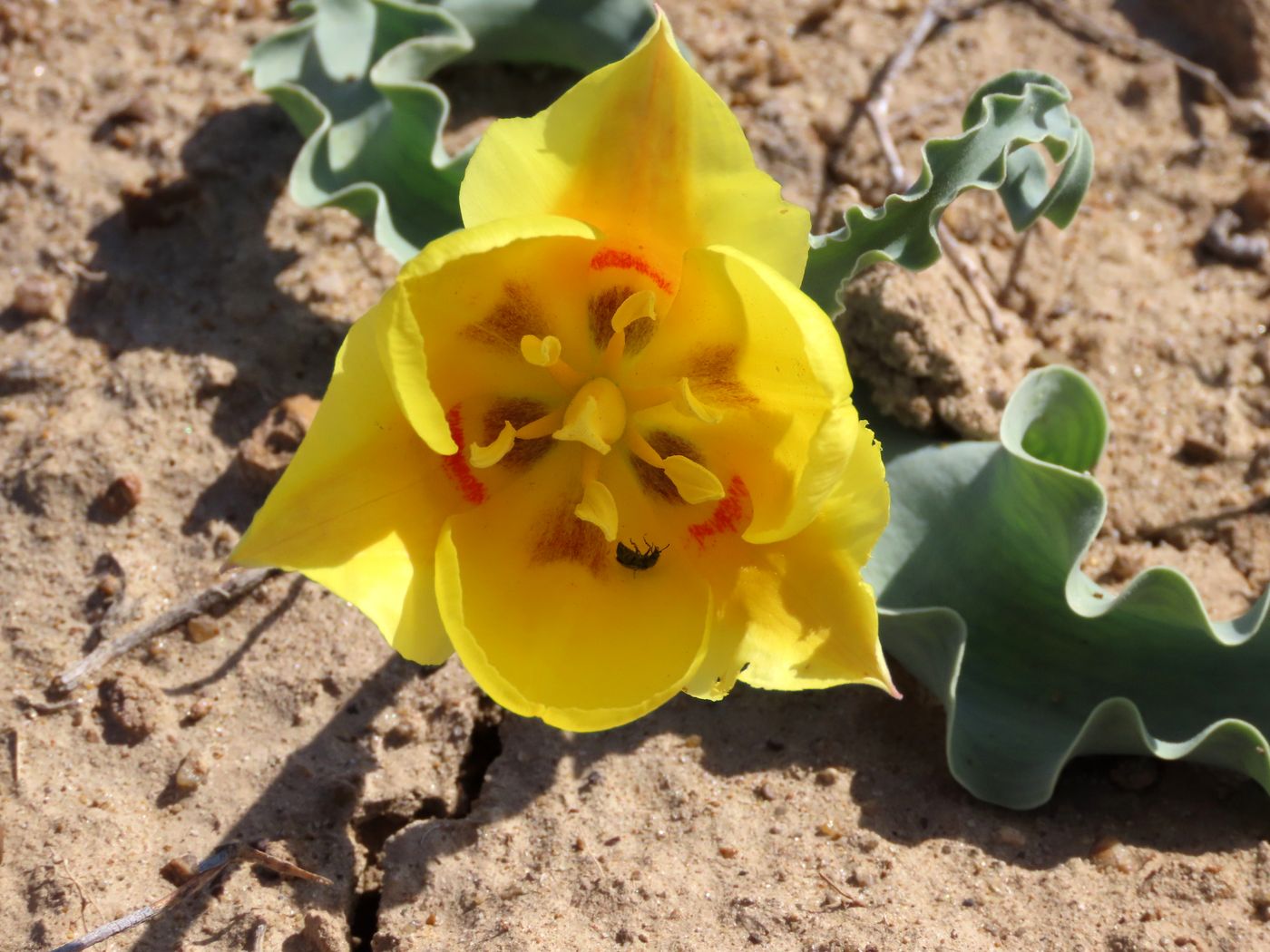 Image of Tulipa alberti specimen.