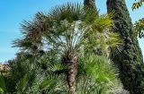 Chamaerops humilis. Крона вегетирующего растения. Краснодарский край, Сочи, Хостинский р-н, парк \"Дендрарий\", в культуре. 13.03.2025.
