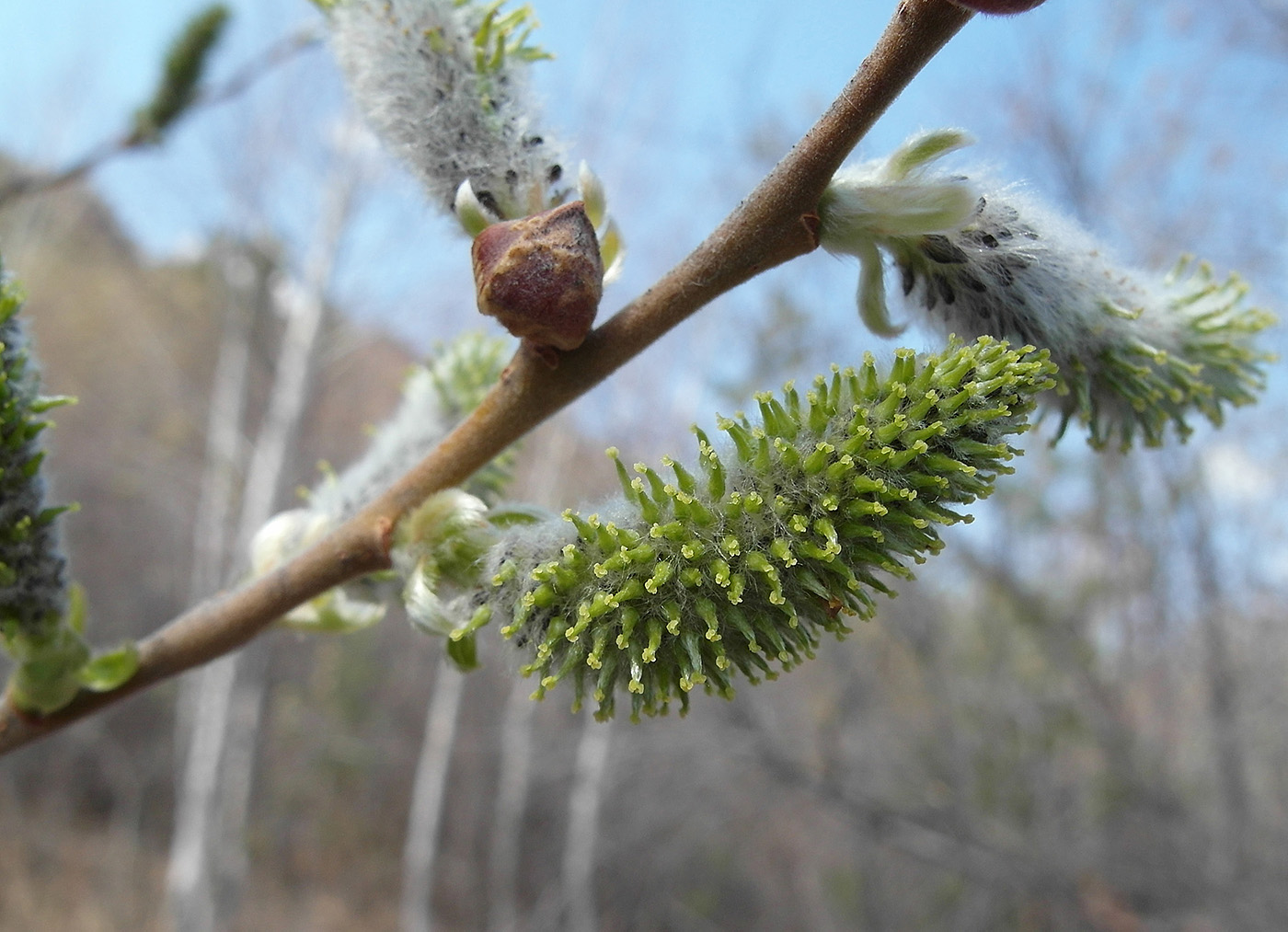 Image of Salix caprea specimen.