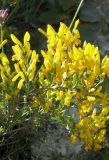 Genista tetragona