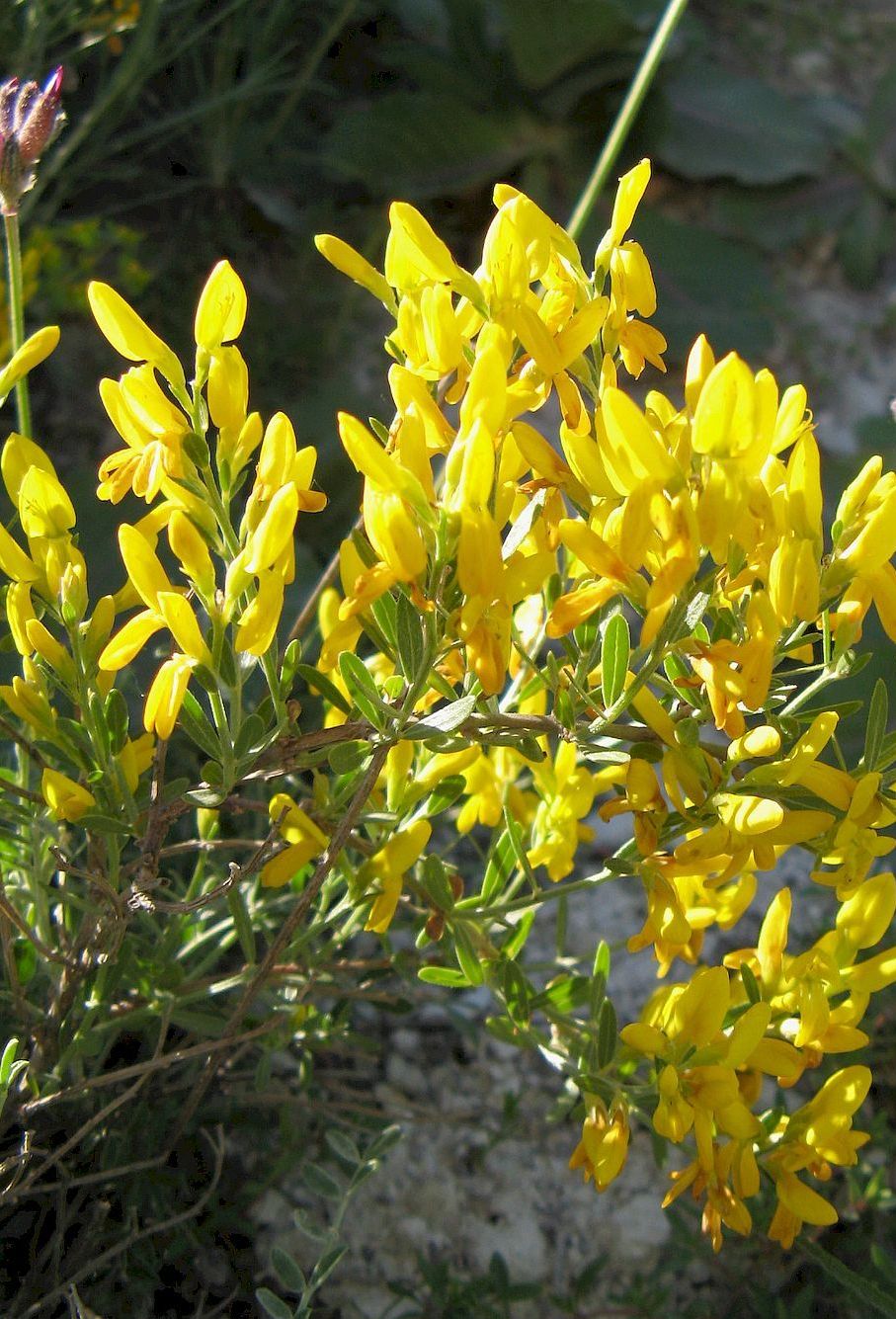 Image of Genista tetragona specimen.
