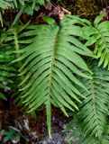 Polypodium cambricum