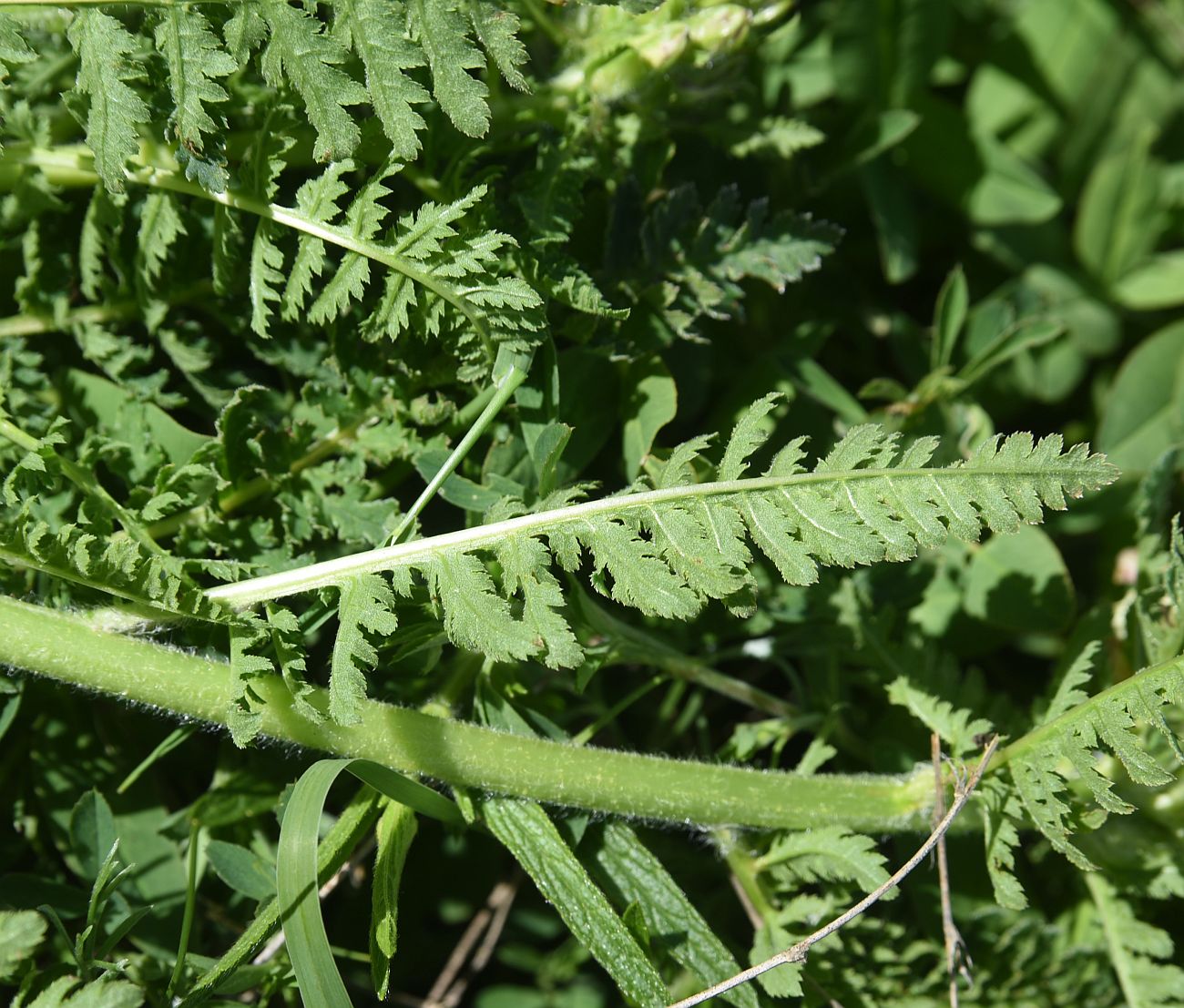 Изображение особи род Pedicularis.
