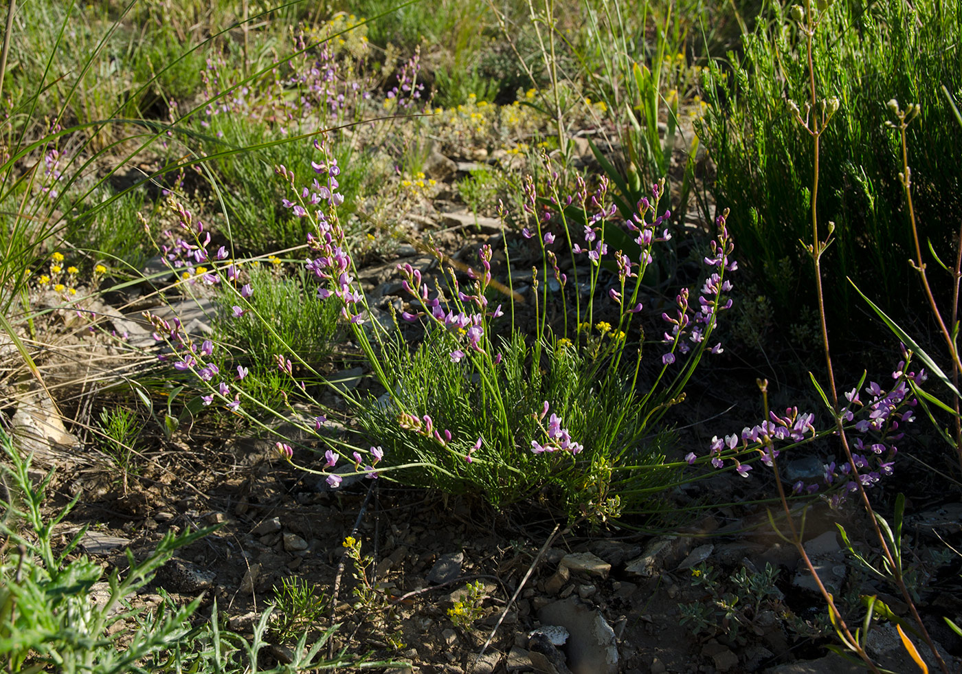 Image of Astragalus austriacus specimen.