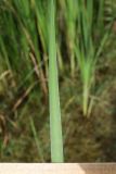 genus Typha