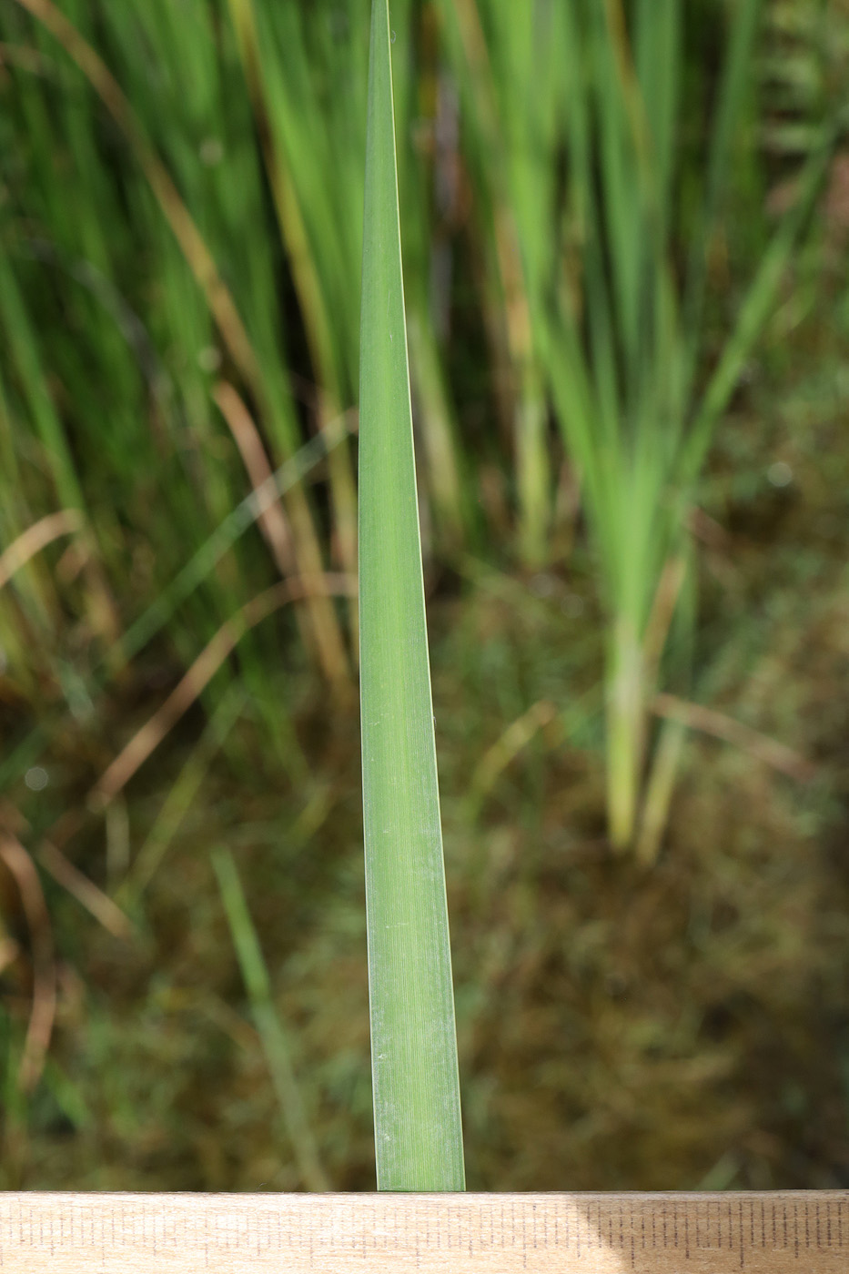 Image of Typha angustifolia specimen.