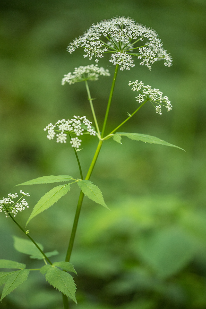 Image of Aegopodium podagraria specimen.