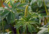 Lupinus polyphyllus