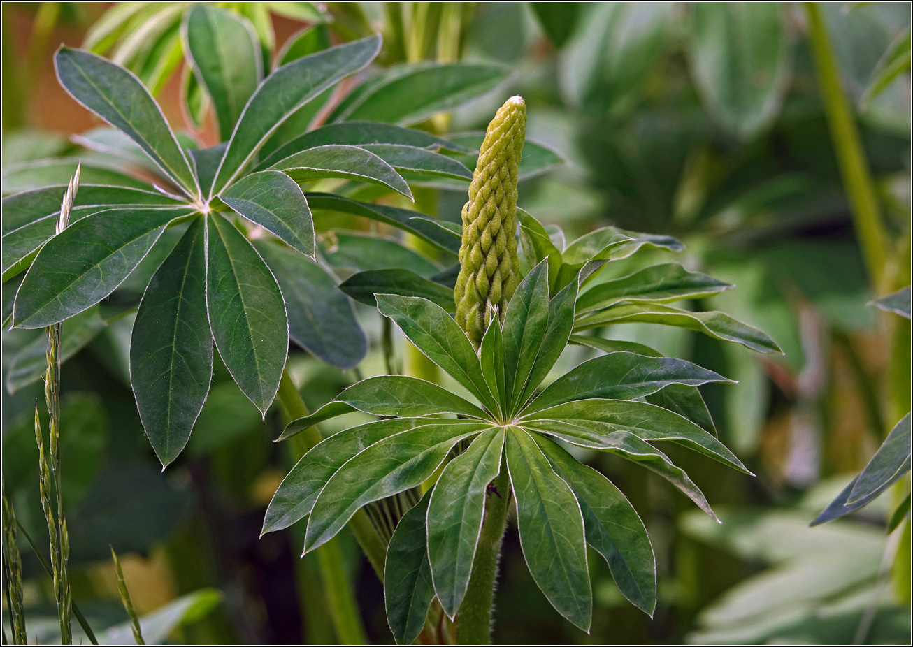 Изображение особи Lupinus polyphyllus.
