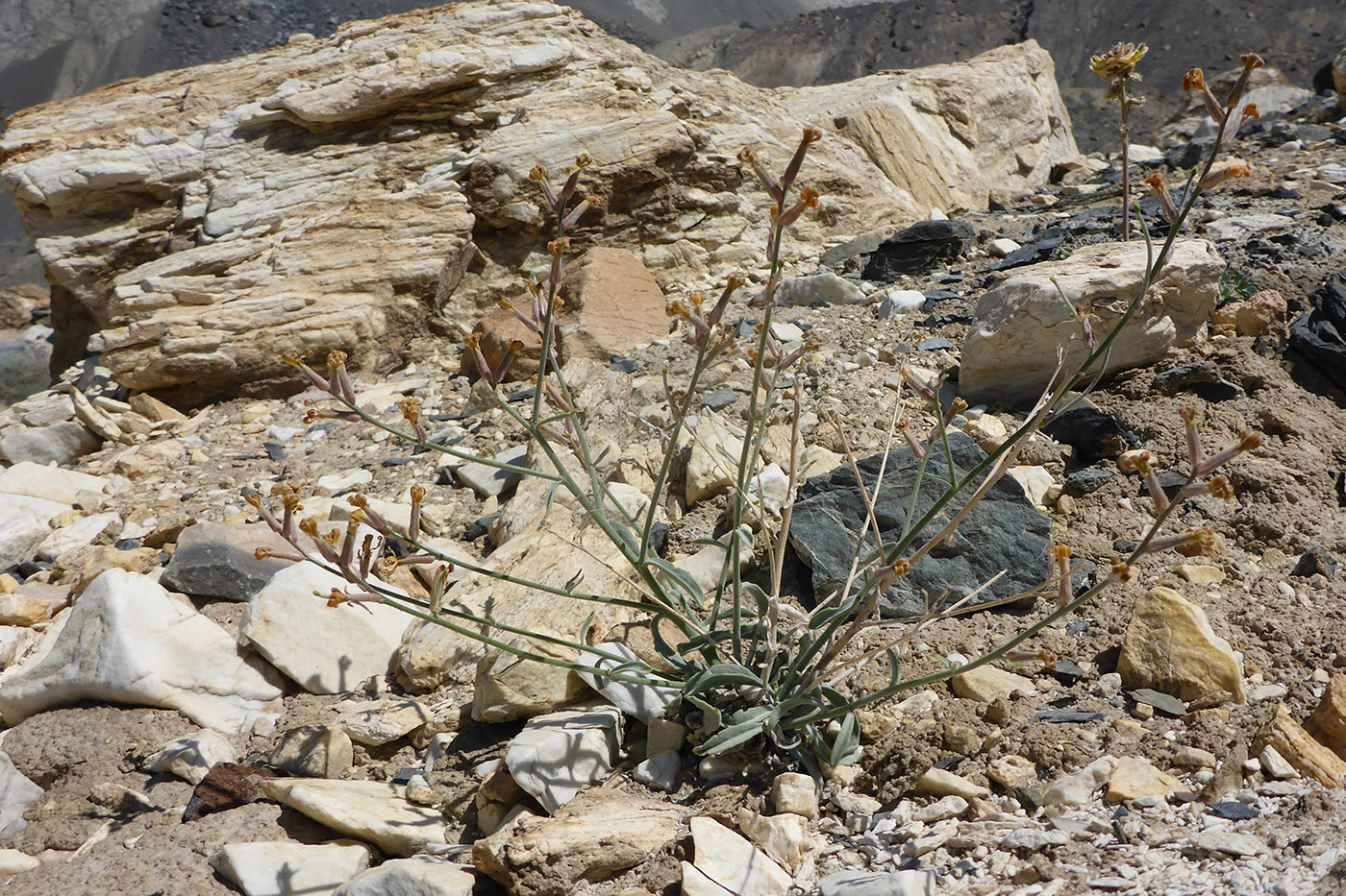 Image of Matthiola integrifolia specimen.