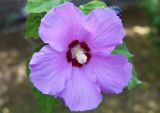 Hibiscus syriacus. Цветок. Узбекистан, Ташкентская обл., Бостанлыкский р-н, кишлак Яккатут, дачный участок, в культуре. 24.08.2025.