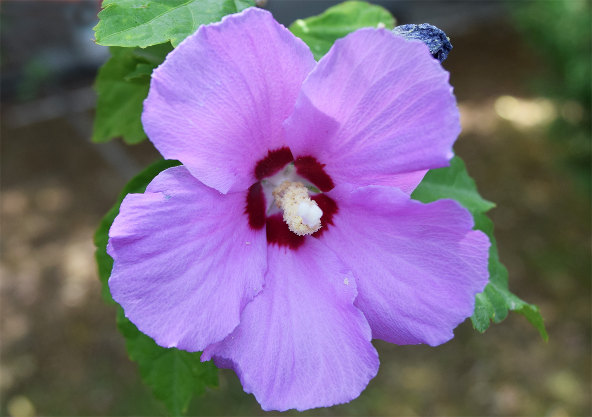 Image of Hibiscus syriacus specimen.