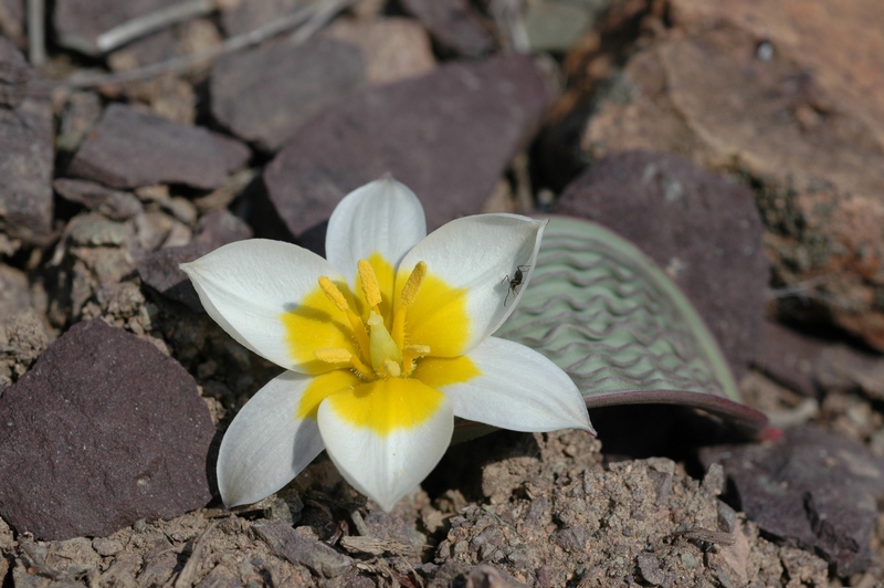 Image of Tulipa regelii specimen.