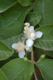 Psidium guajava. Часть побега с цветками и бутонами. Израиль, г. Бат-Ям, в культуре. 06.05.2024.