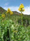 Ligularia talassica. Цветущие растения. Казахстан, Жамбылская обл., Жуалынский р-н, запов. \"Аксу-Джабаглы\"; Таласский Алатау, ущ. Коксай, ≈ 2180 м н.у.м., мезофильное разнотравье на дне ущелья. 1 июня 2025 г.