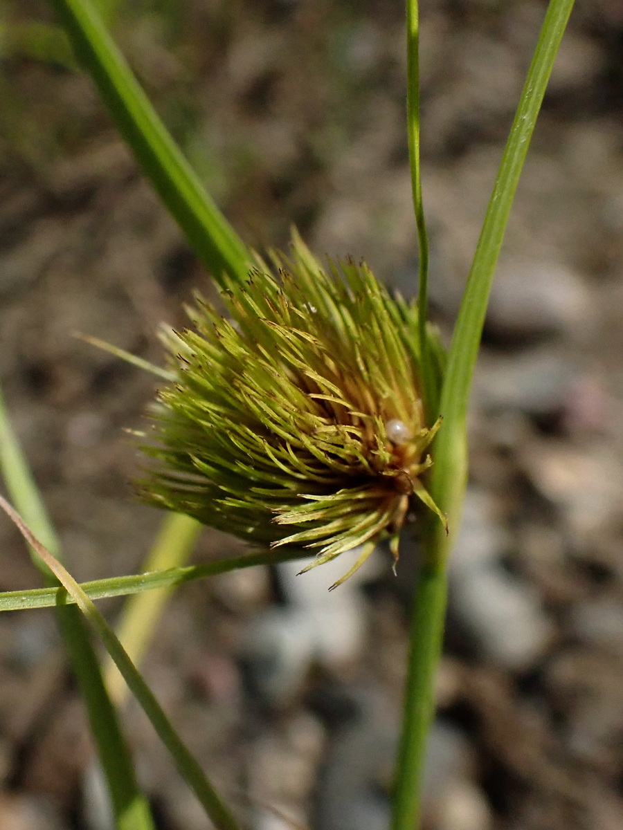 Image of Carex bohemica specimen.