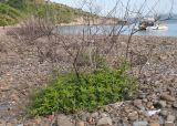 Vitex agnus-castus