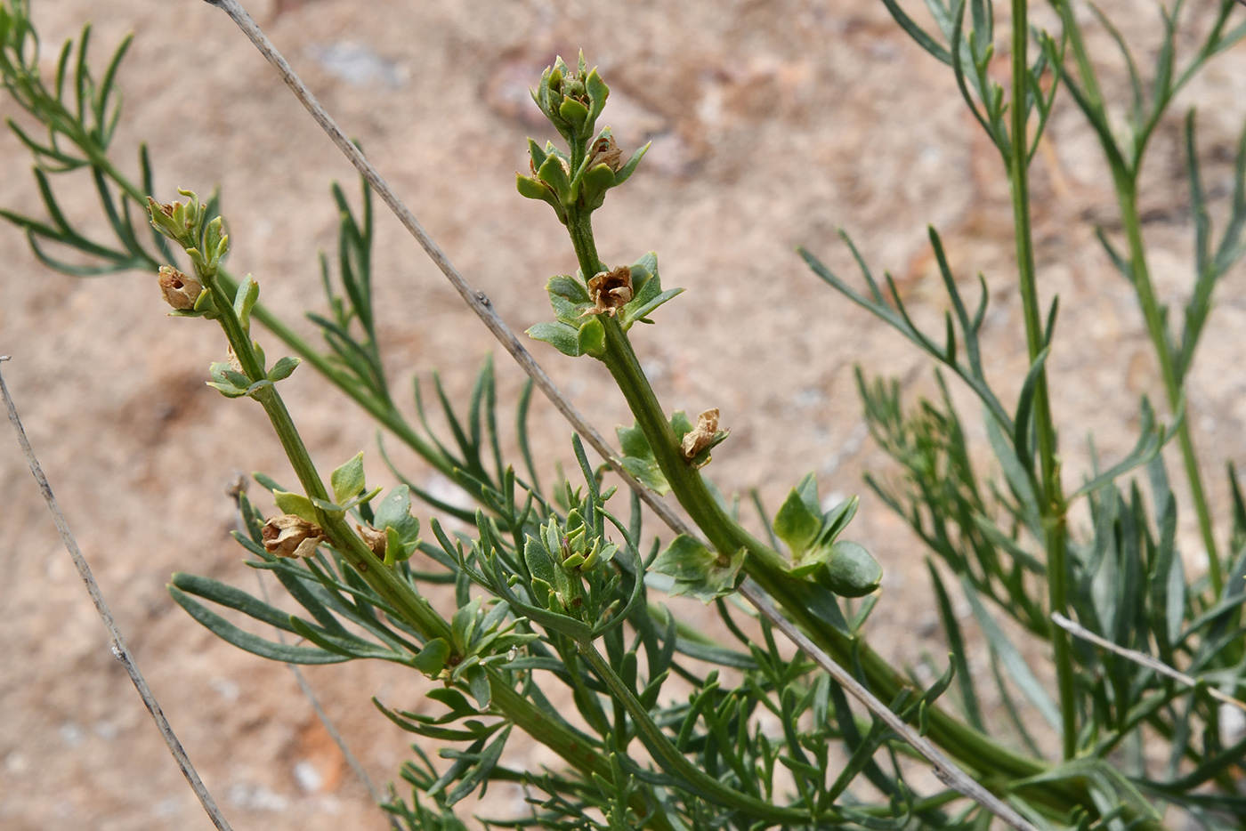 Изображение особи Niedzwedzkia semiretschenskia.