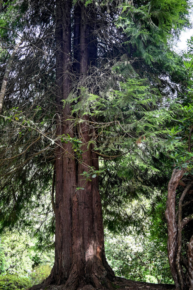 Изображение особи Thuja plicata.