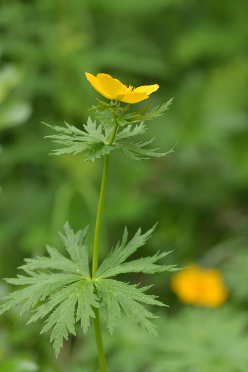 Image of Trollius riederianus specimen.