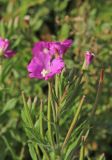 Epilobium hirsutum. Верхушка побега с цветками и плодами. Белгородская обл., пос. Ракитное, плотина Сахзаводского пруда, габион, кромка берега. 27 июля 2022 г.