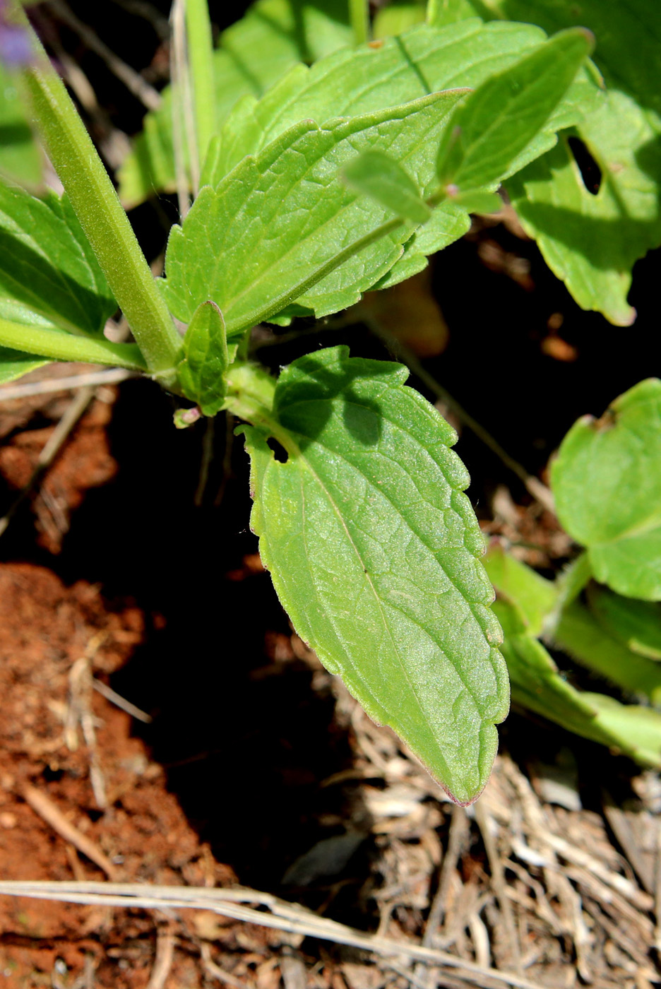 Image of Nepeta ucranica specimen.