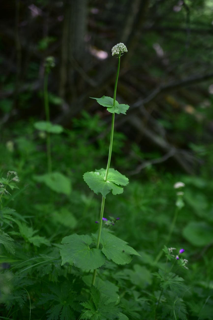 Image of Valeriana tiliifolia specimen.