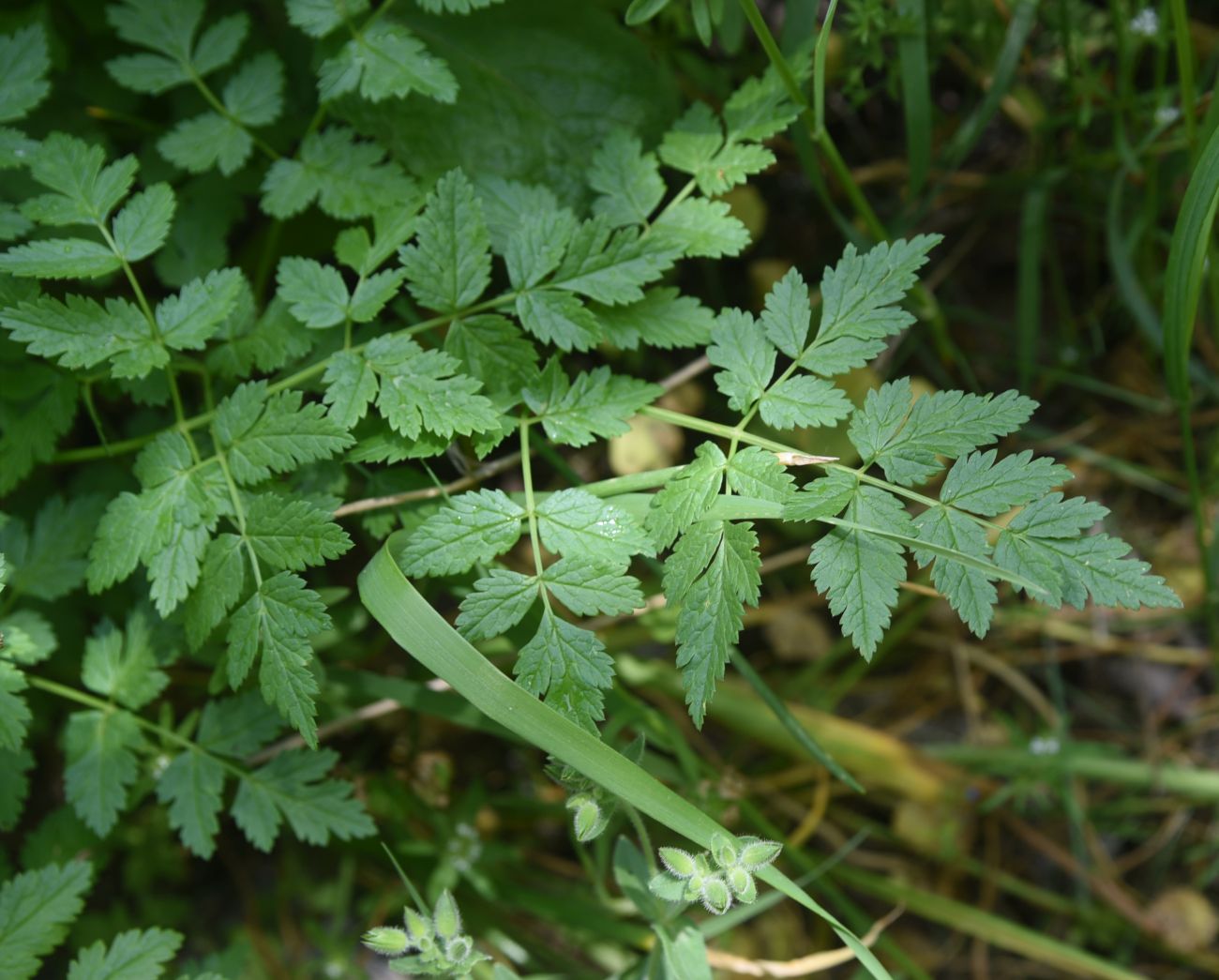 Изображение особи Неопознанный вид.