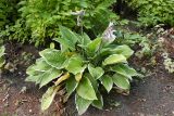 Hosta albomarginata