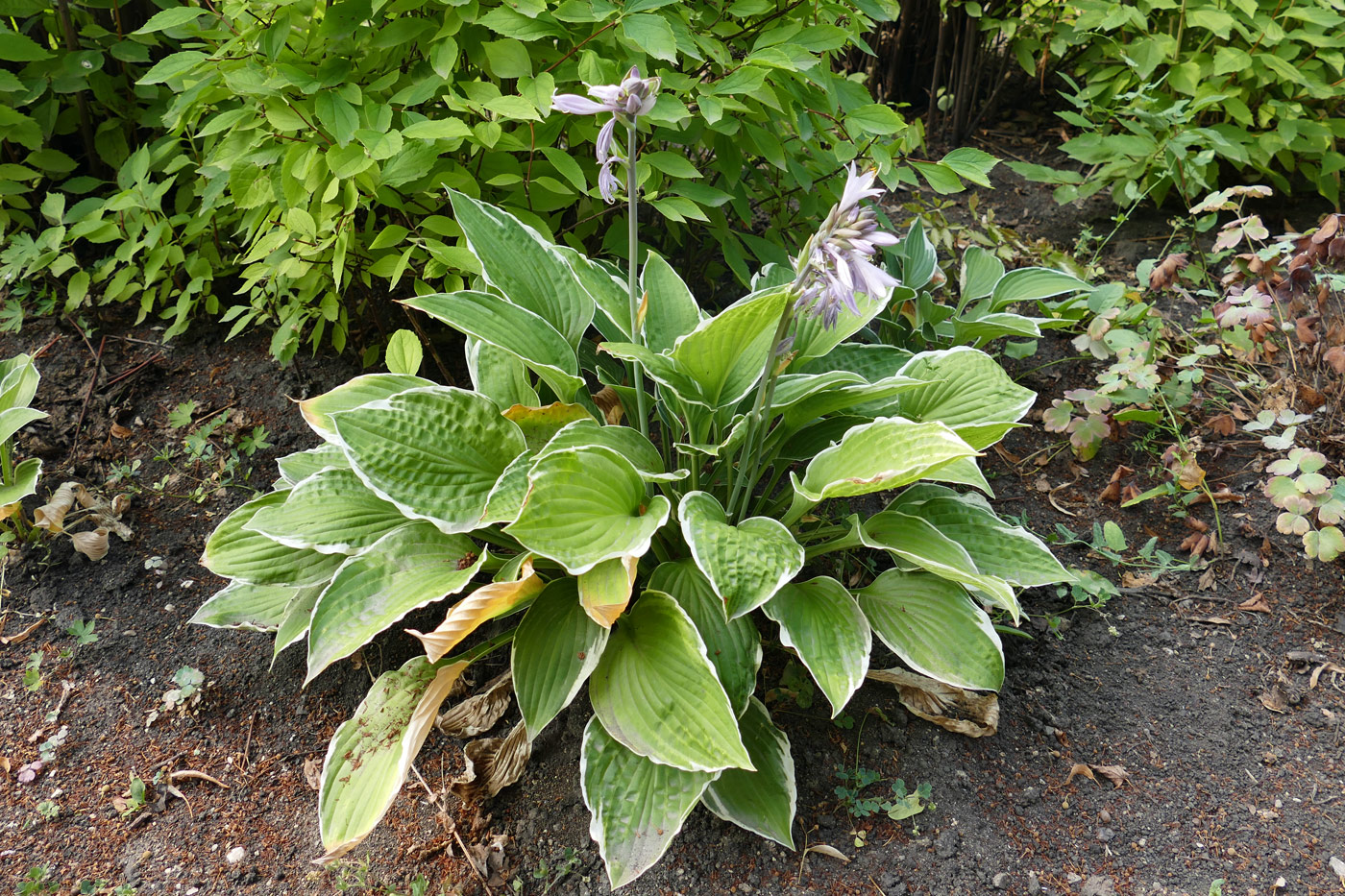 Изображение особи Hosta albomarginata.