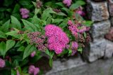 Spiraea japonica. Верхушка ветви с цветущим и расцветающими соцветиями. Калининградская обл., г. Калининград, в культуре. 28.06.2025.