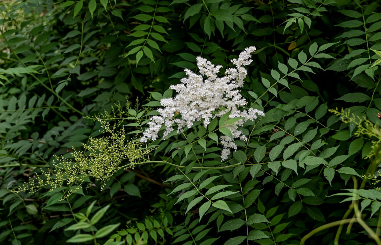 Image of Sorbaria kirilowii specimen.
