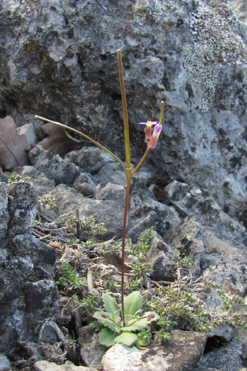 Изображение особи Arabis verna.