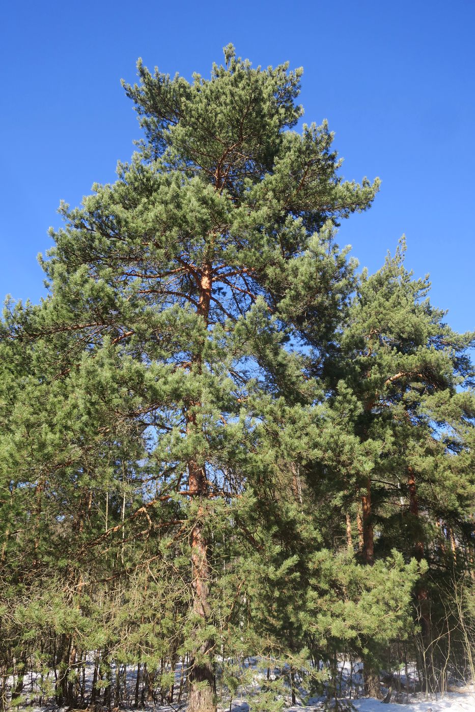 Изображение особи Pinus sylvestris.