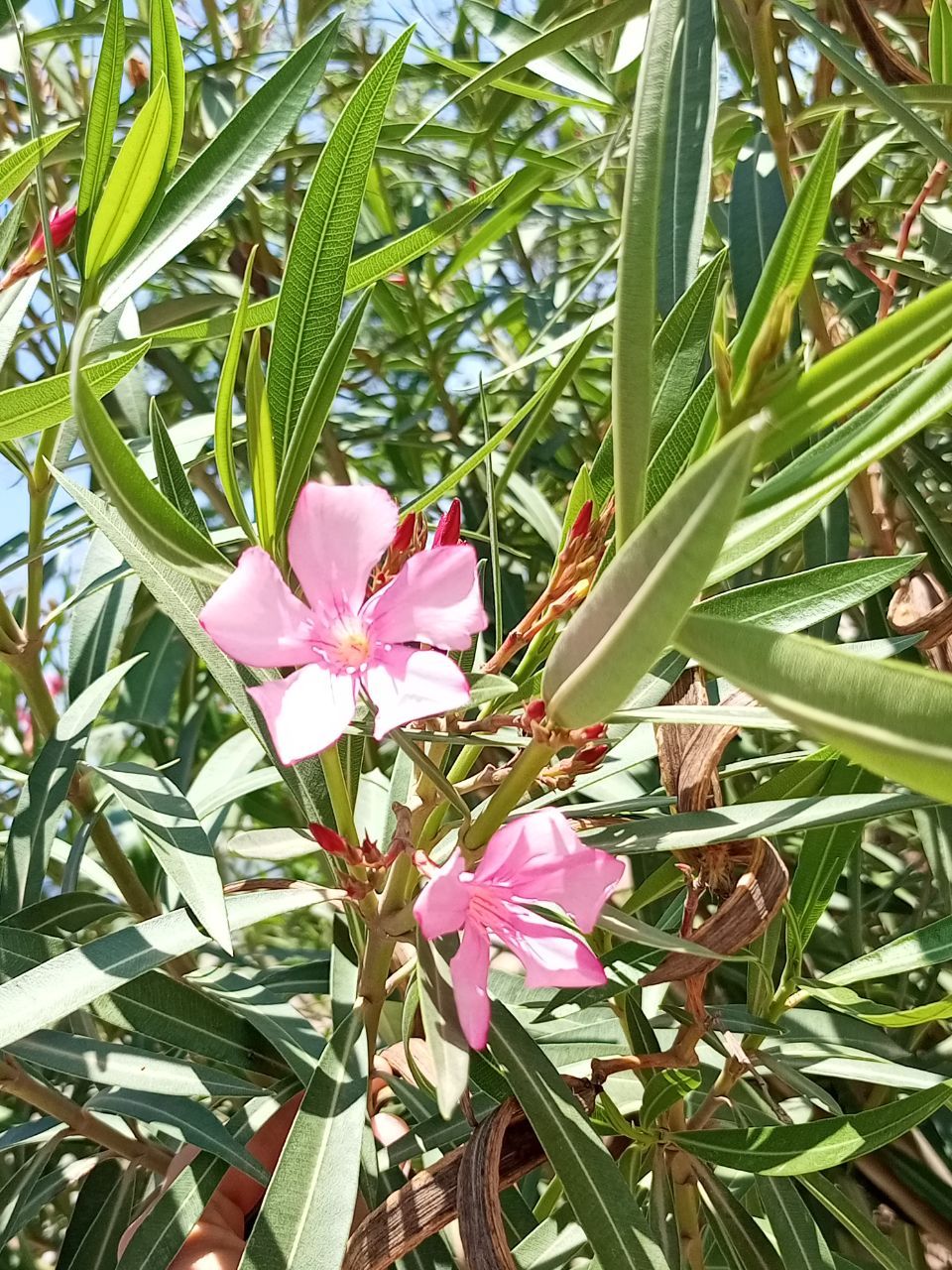 Изображение особи Nerium oleander.