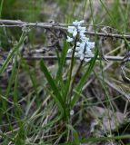 семейство Hyacinthaceae. Цветущие растения. Воронежская обл., Лискинский р-н, музей-запов. \"Дивногорье\", степь. 01.05.2026.