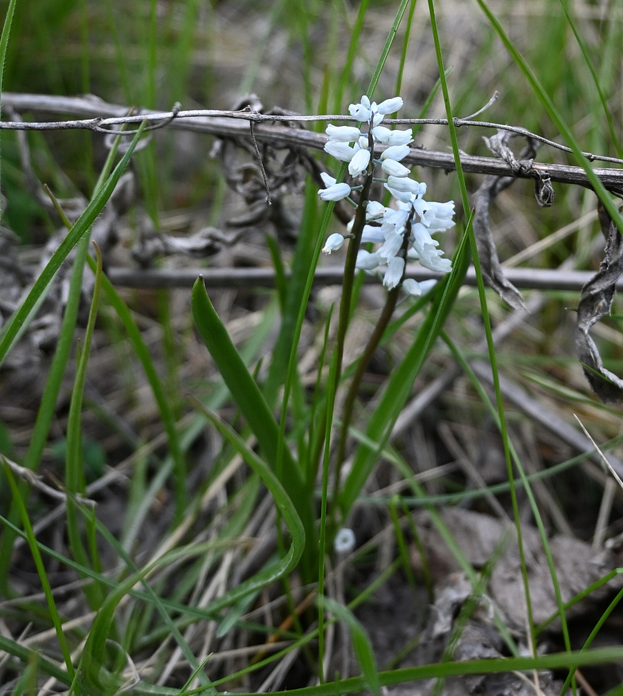 Изображение особи семейство Hyacinthaceae.