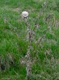 Cirsium vulgare