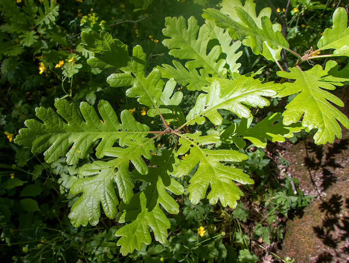 Image of genus Quercus specimen.