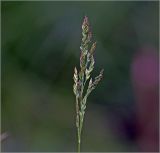 unknown species. Соцветие. Московская обл., Раменский р-н, окр. дер. Хрипань, садовый участок. 05.06.2026.