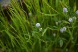 unknown species. Верхушка цветущего растения. Грузия, Самцхе-Джавахети, окр. крепости Ацкури, край луга. 5 июня 2026 г.