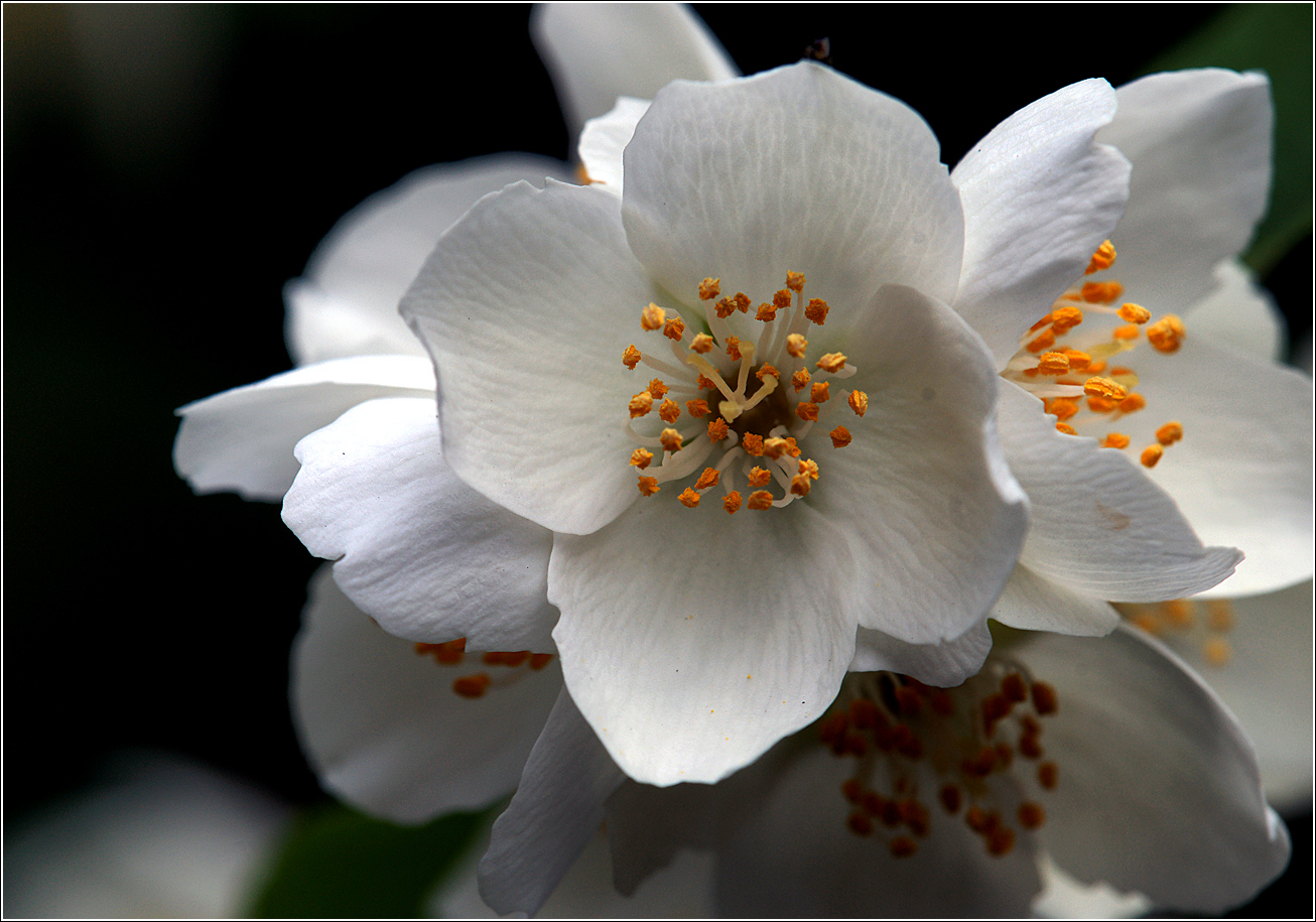 Изображение особи Philadelphus pubescens.