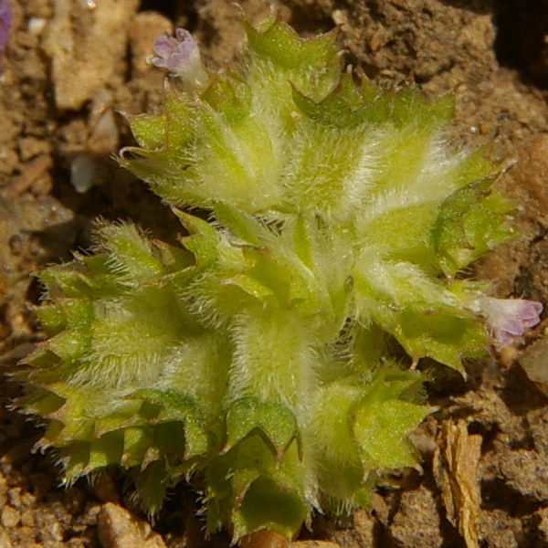 Image of Valerianella kotschyi specimen.
