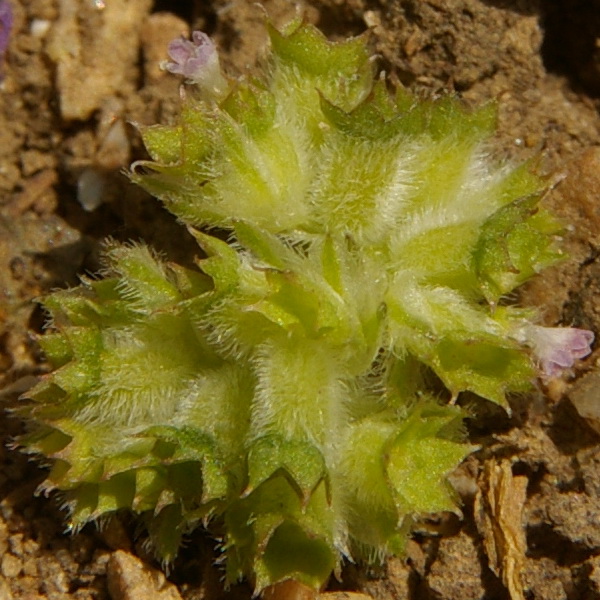 Image of Valerianella kotschyi specimen.