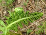 Osmundastrum asiaticum. Верхушка фертильной вайи. Хабаровский край, г. Комсомольск-на-Амуре, ООПТ \"Кедрово-тисовая роща\", смешанный лес с преобладанием Betula, вдоль лыжной трассы. 24.05.2026.
